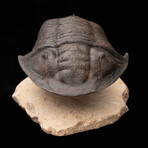 Burmeisterella Trilobite // 3.17 lb