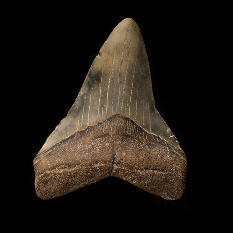 Megalodon Tooth // 4.5"High // Ver. 2
