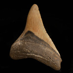 Megalodon Tooth // 3.75" High