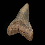 Megalodon Tooth // 4.5"High // Ver. 2