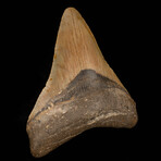 Megalodon Tooth // 3.75" High