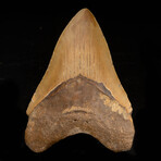 Megalodon Tooth // 4.5"High // Ver. 1