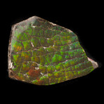 Ammolite Cabochon // 20.92g