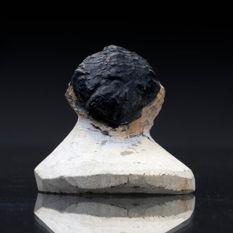 Trilobite Fossil // 103g