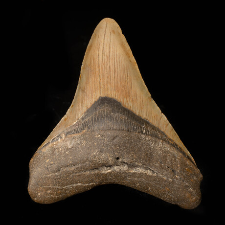 Megalodon Tooth // 3.75" High