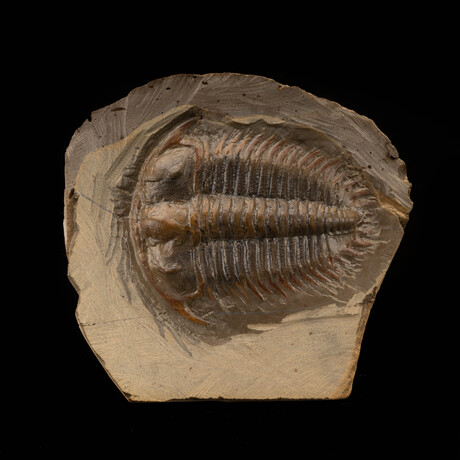 Trilobite Fossil (Damesellidae) // 190g