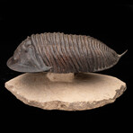 Burmeisterella Trilobite // 3.17 lb