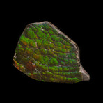 Ammolite Cabochon // 20.92g