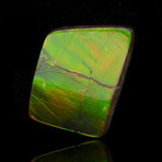 Ammolite Cabochon // 21.42g