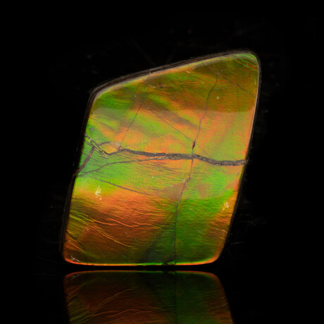 Ammolite Cabochon // 21.42g