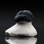 Trilobite Fossil // 99g