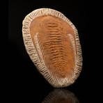 Paradoxides Trilobite // 6 lb