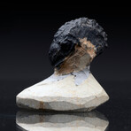 Trilobite Fossil // 103g