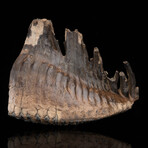Woolly Mammoth Molar And Root // 3.0 lb