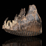 Woolly Mammoth Molar And Root // 3.0 lb
