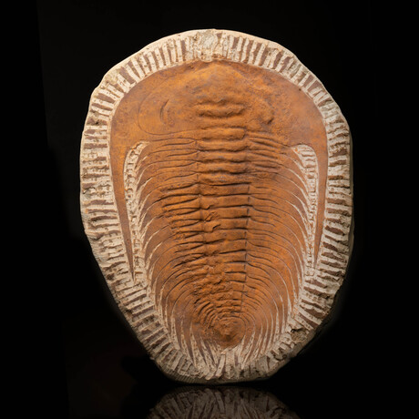 Paradoxides Trilobite // 6 lb