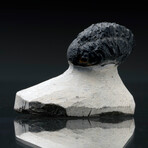 Trilobite Fossil // 99g