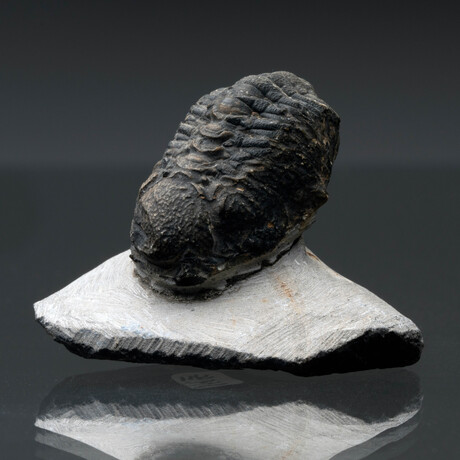 Trilobite Fossil // 96g