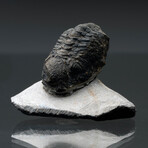 Trilobite Fossil // 96g