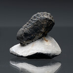 Trilobite Fossil // 96g