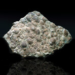 Rafinesquina Fossils in Limestone // 11.5 lb