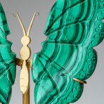 Genuine Polished Malachite Butterfly Wings on Custom Stand // 2 lb