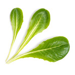 Lettuce Lingots® // Set of 4