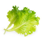 Lettuce Lingots® // Set of 4