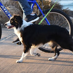 Easy Ride Rotating Bike Leash