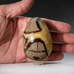 Genuine Polished Septarian 2.75" Egg With Acrylic Display Stand