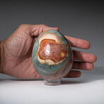 Genuine Polished Polychrome 3.5" Egg With Acrylic Display Stand // 1.6lb