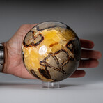 Genuine Polished Septarian 4.5" Sphere With Acrylic Display Stand