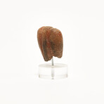 Ancient Ecuador, 3500 - 1500 BCE // Valdivia "Venus" head