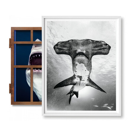 Michael Muller // Sharks, Art Edition No. 101–200 ‘Under Study’