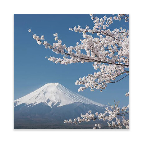 Spring In Japan XXVI Print on Acrylic Glass // Daniel Kordan (24"W x 24"H x 0.25"D)
