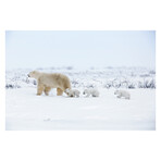 Polar Bears // A Life Under Threat