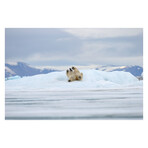 Polar Bears // A Life Under Threat