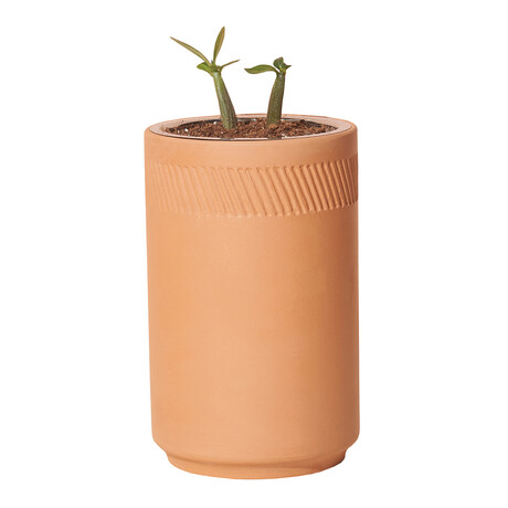 Terracotta Grow Kit // Desert Rose Bonsai