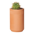Terracotta Grow Kit // Prickly Pear Cactus