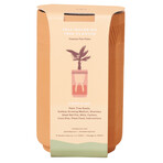 Terracotta Grow Kit // Costal Palm