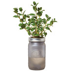 Herb Garden Jar // Organic Mint