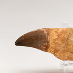 Genuine Mosasaur Dinosaur Tooth and Root with Acrylic Display Stand