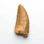 Genuine Natural Large Carcharodontosaurus Dinosaur Tooth
