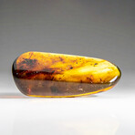 Natural Gem-quality Polished Amber + Insects and Organic Inclusions // 21.2 g