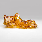 Large Natural Museum-Quality Polished Amber + Insect and Organic Inclusions