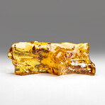 Large Natural Museum-Quality Polished Amber + Insect and Organic Inclusions
