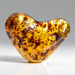 Natural Gem-quality Polished Amber with Insects and Organic Inclusions // 12.2 g