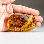 Natural Gem-quality Polished Amber with Insects and Organic Inclusions // 61.3 g