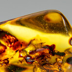 Natural Gem-quality Polished Amber + Insects and Organic Inclusions // 12.5 g