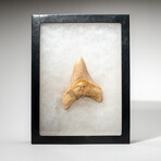 Genuine Megalodon Shark Tooth from Indonesia